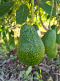 Hass Avocado 4kg